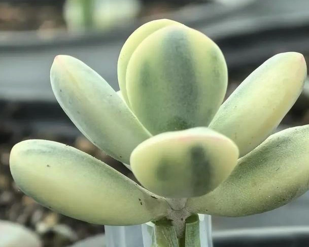 換盆技巧 換盆技巧