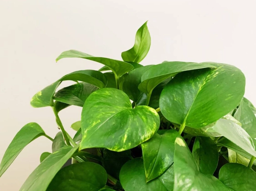 黃金葛葉子變黃 黃金葛葉子變黃