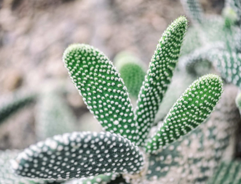 仙人掌陽光需求 仙人掌陽光需求