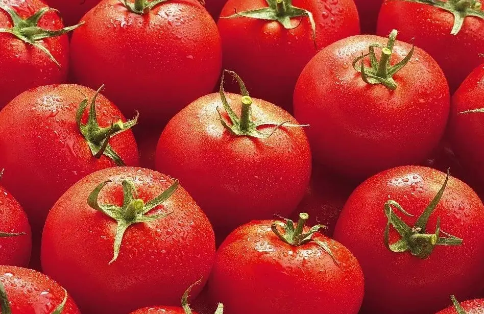 番茄甜度 番茄甜度