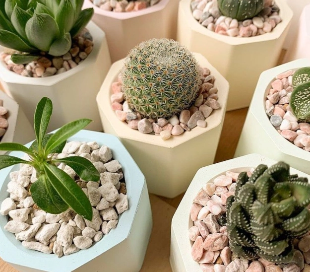 植物 葉子 發黃 怎麼辦 植物 葉子 發黃 怎麼辦