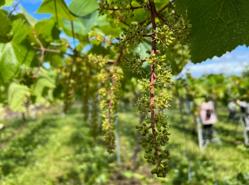 樹葡萄如何開花
