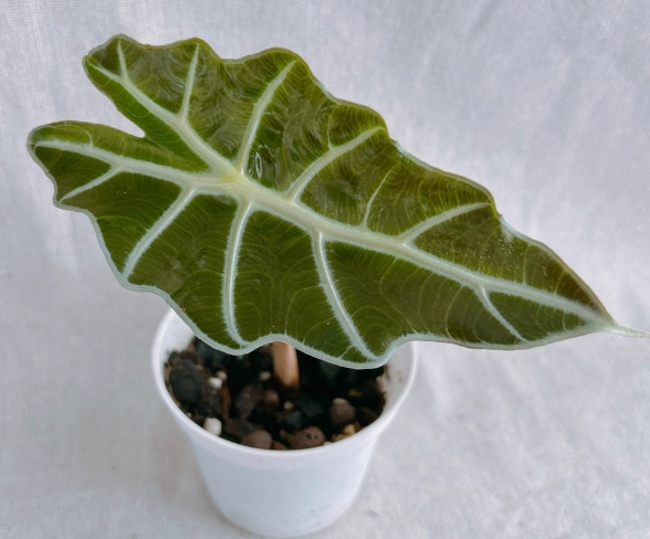 觀葉植物新手 觀葉植物新手