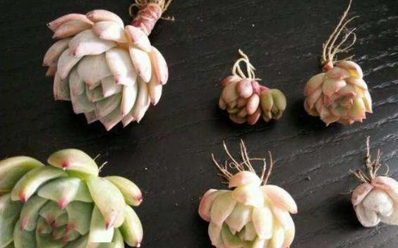 多肉換盆 多肉換盆