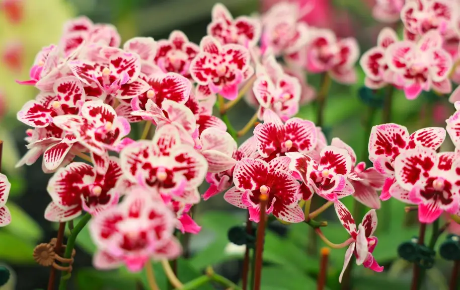 蘭花開花全攻略：掌握關鍵步驟與避開常見錯誤