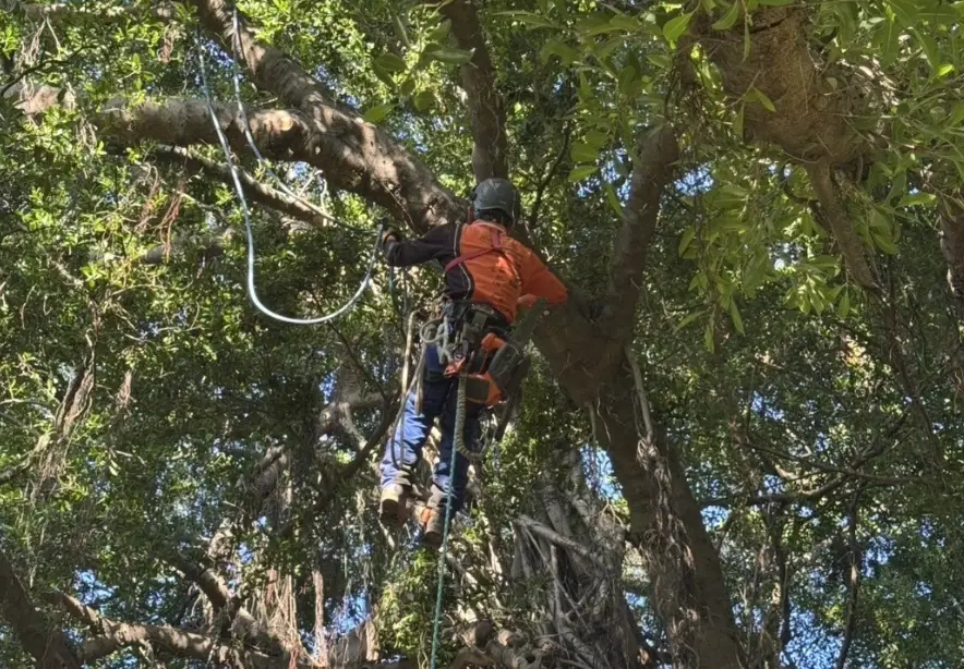 榕樹修剪方法 榕樹修剪方法
