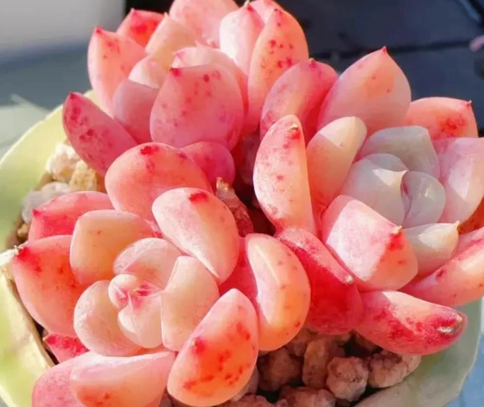 多肉換盆 多肉換盆