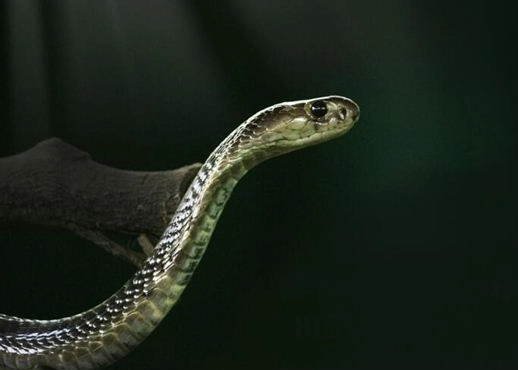 胎夢解夢 胎夢解夢