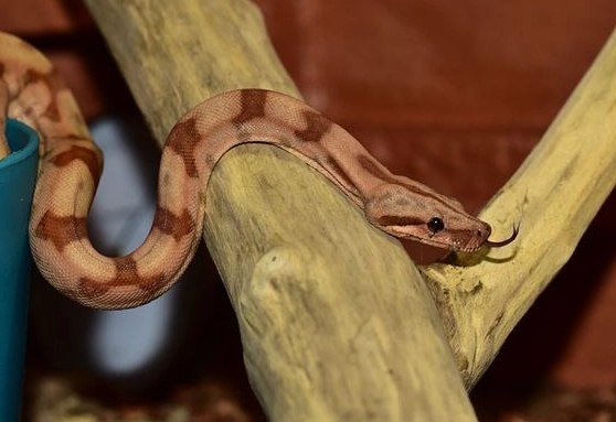 胎夢解夢 胎夢解夢