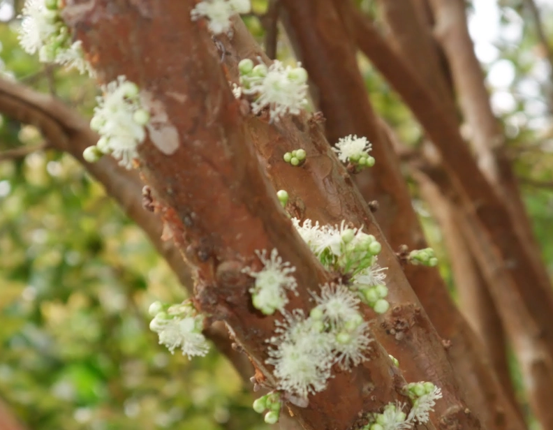 樹葡萄開花徵兆