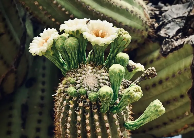 仙人掌澆水方法 仙人掌澆水方法