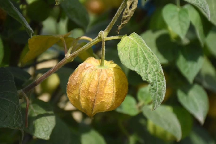 燈籠果種植 燈籠果種植