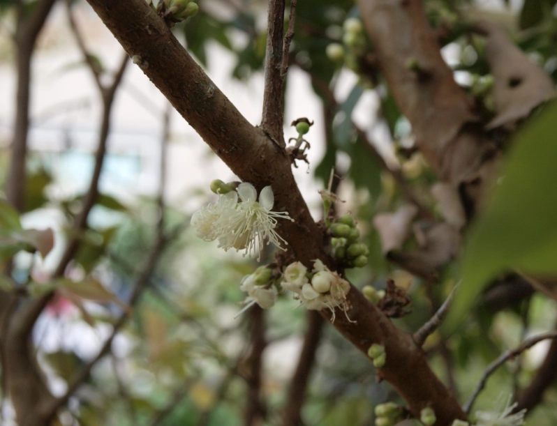 樹葡萄開花前兆