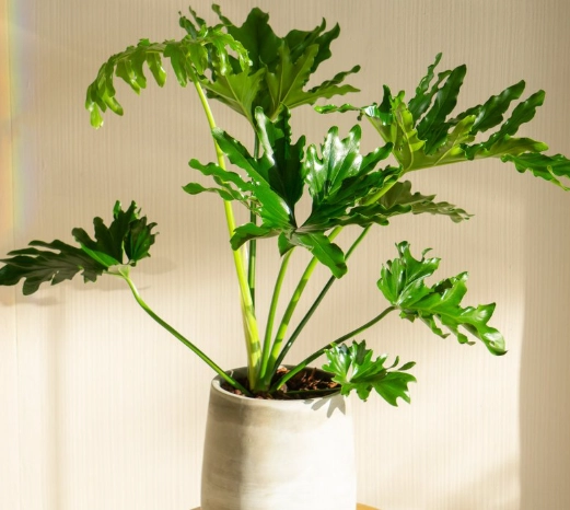 觀葉植物照顧方法 觀葉植物照顧方法