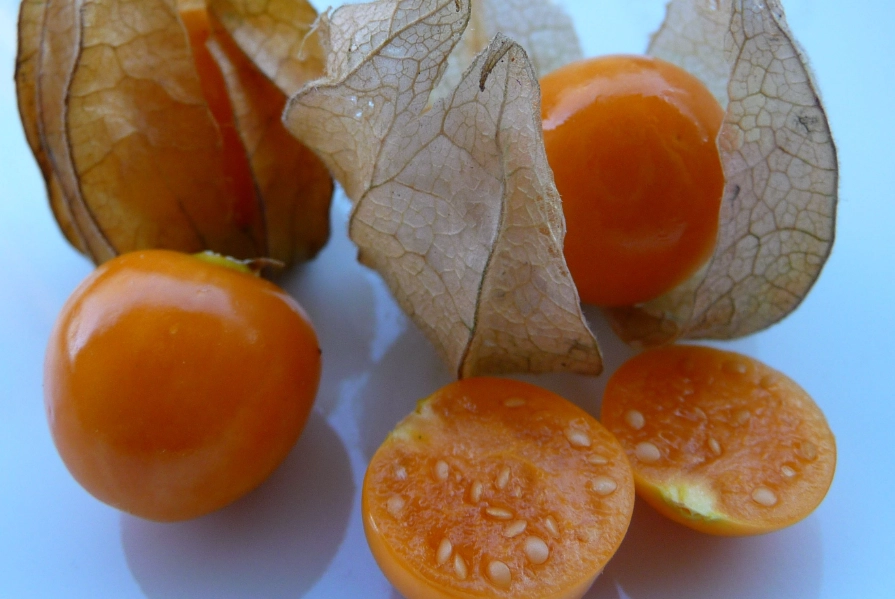 燈籠果禁忌 燈籠果禁忌