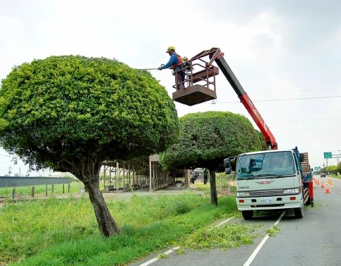 榕樹修剪方法 榕樹修剪方法