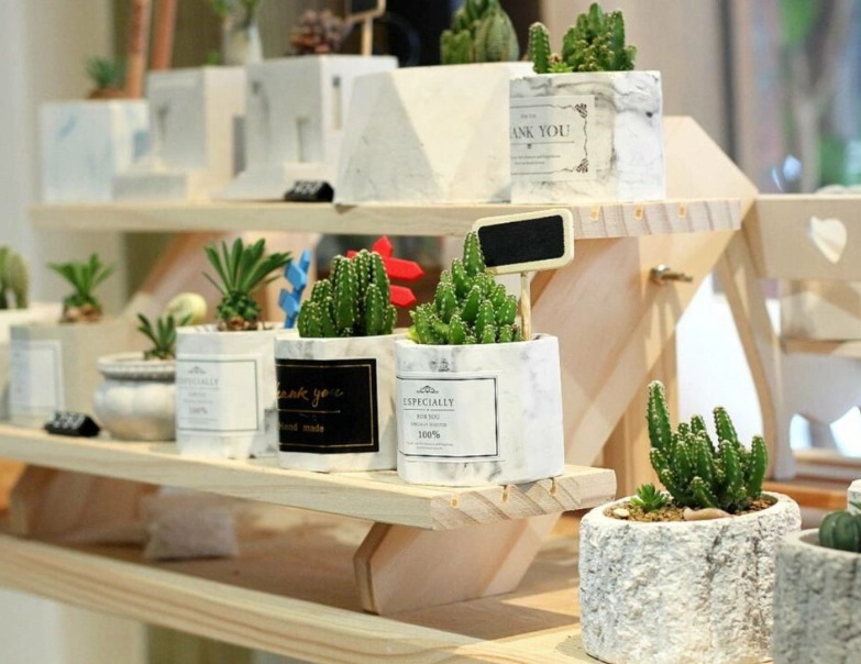 植物照顧 新手 植物照顧 新手