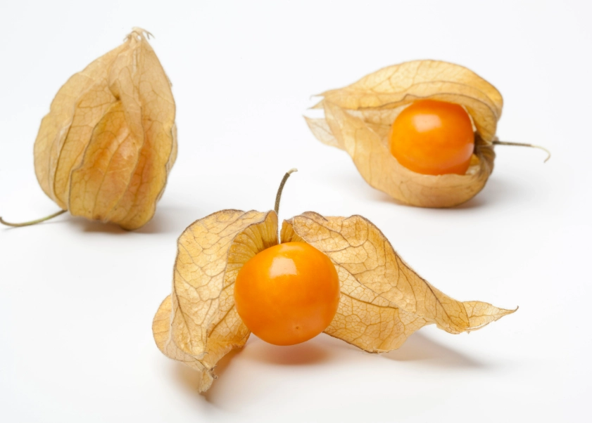 燈籠果禁忌 燈籠果禁忌