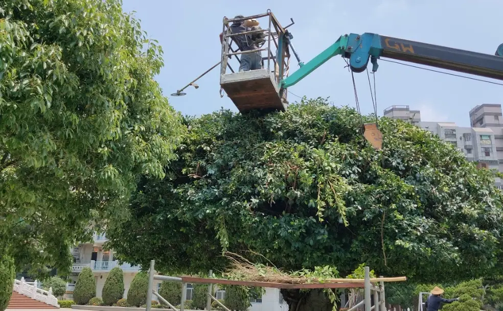榕樹風水 榕樹風水