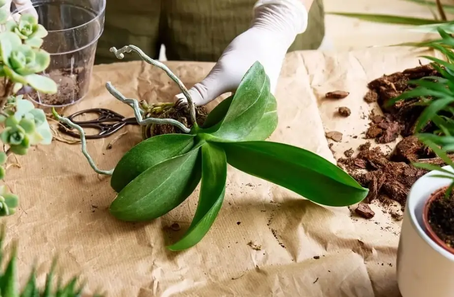 蘭花不開花原因