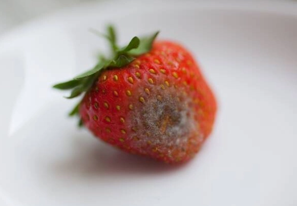 食物發霉處理 食物發霉處理