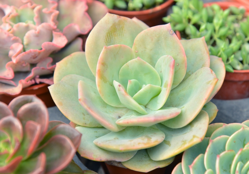 換盆技巧 換盆技巧