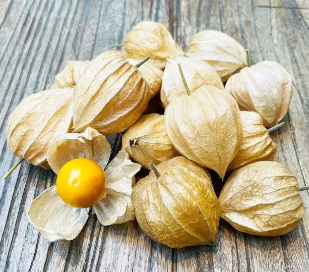 燈籠果料理 燈籠果料理