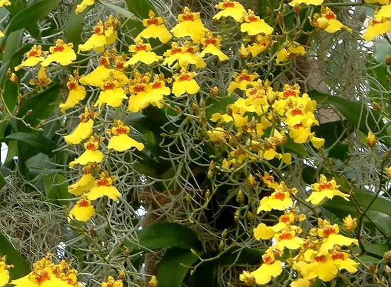 室內 開花植物 室內 開花植物