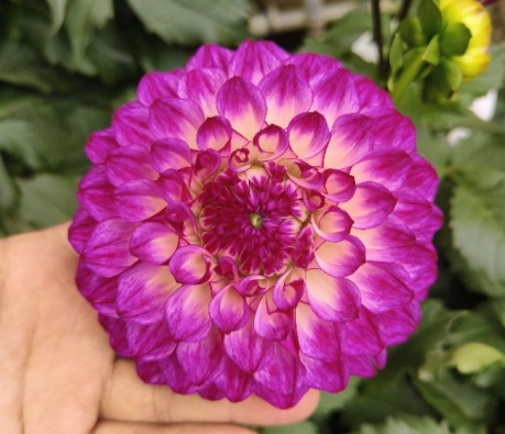 大理花換盆步驟 大理花換盆步驟