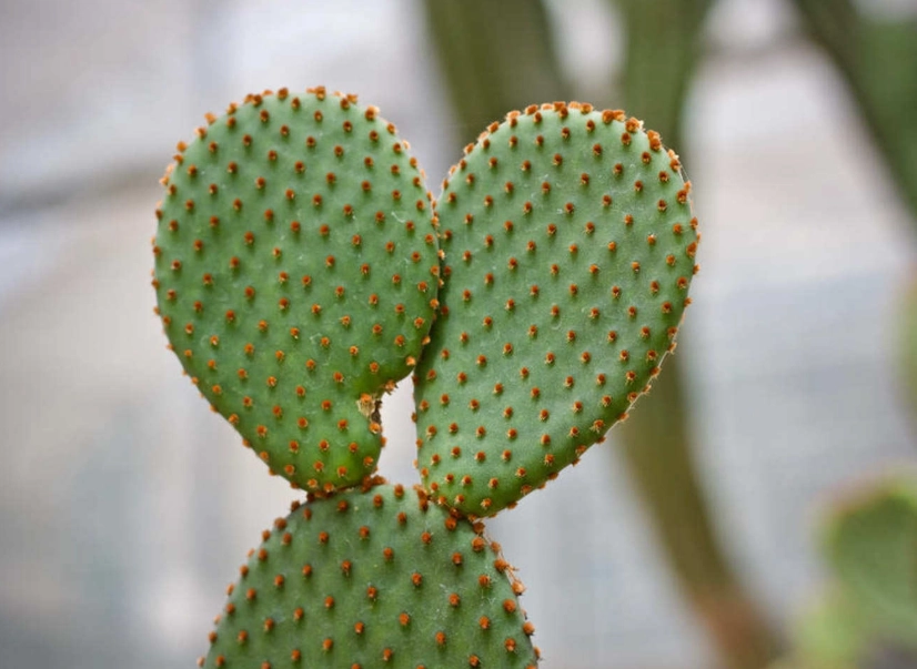 仙人掌養護 仙人掌養護