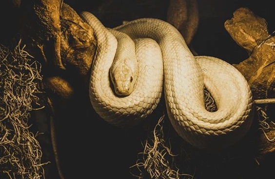 懷孕夢境 懷孕夢境