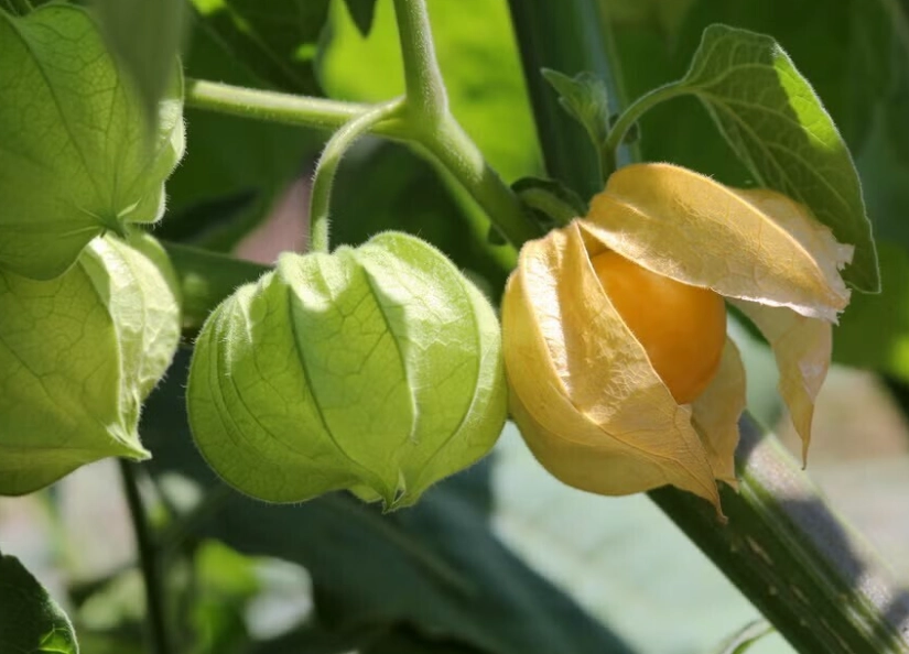 燈籠果料理 燈籠果料理