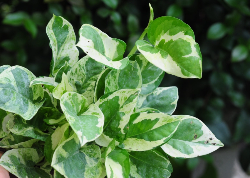 黃金葛葉子變黃 黃金葛葉子變黃