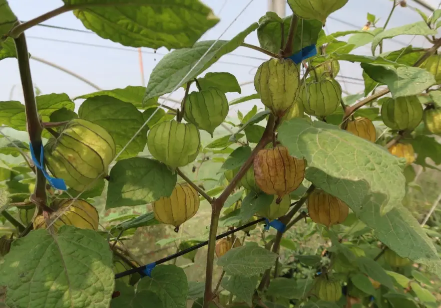 燈籠果修剪方法 燈籠果修剪方法