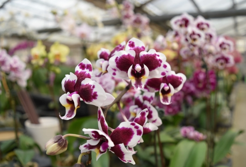 蘭花不開花原因