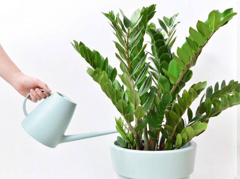 室內植物 照顧 室內植物 照顧