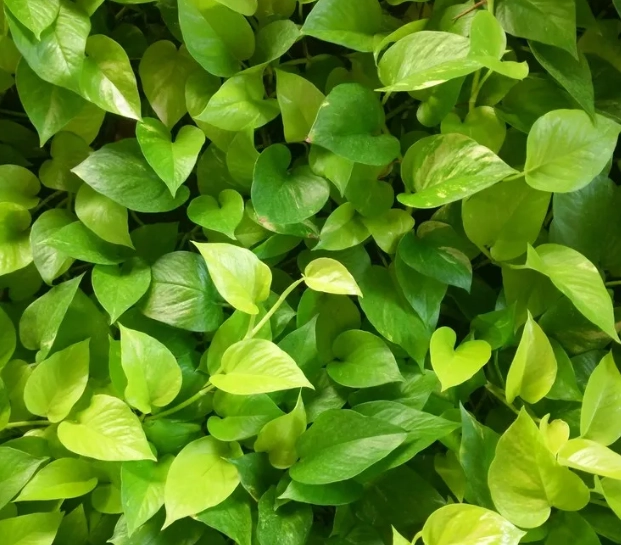 黃金葛品種 黃金葛品種