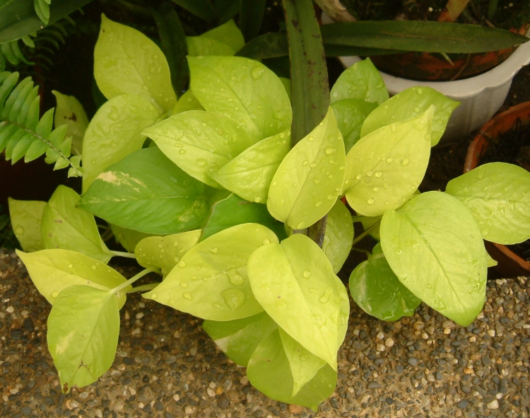 黃金葛品種 黃金葛品種