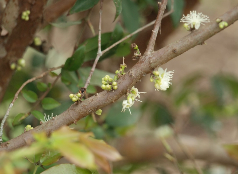 樹葡萄開花前兆