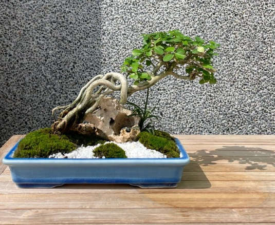 觀葉植物照顧方法 觀葉植物照顧方法