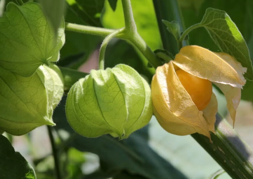燈籠果修剪方法 燈籠果修剪方法