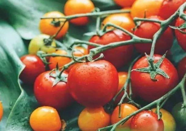 甜度測量 甜度測量