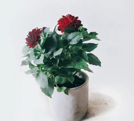 大理花換盆後照顧 大理花換盆後照顧