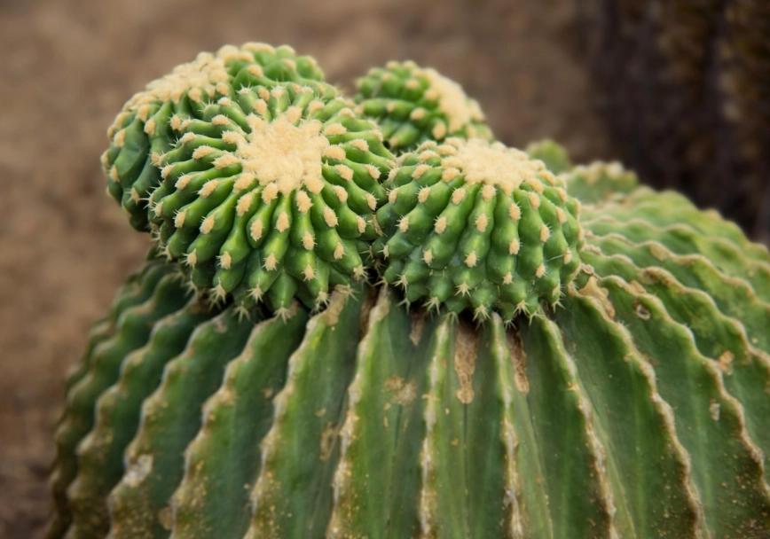 仙人掌澆水方法 仙人掌澆水方法