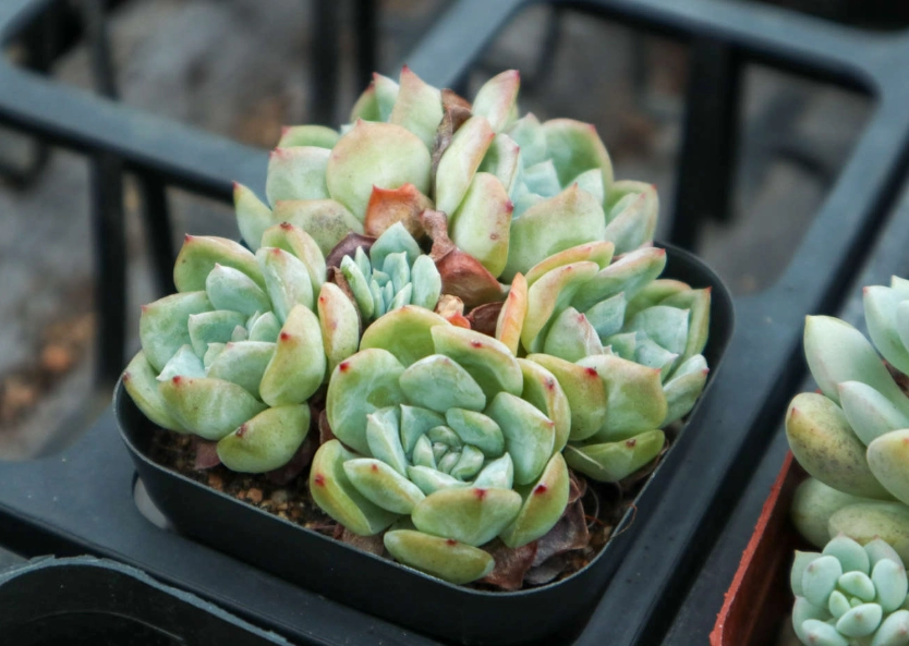 多肉植物死亡 多肉植物死亡