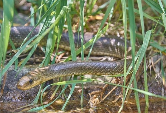 懷孕夢境 懷孕夢境