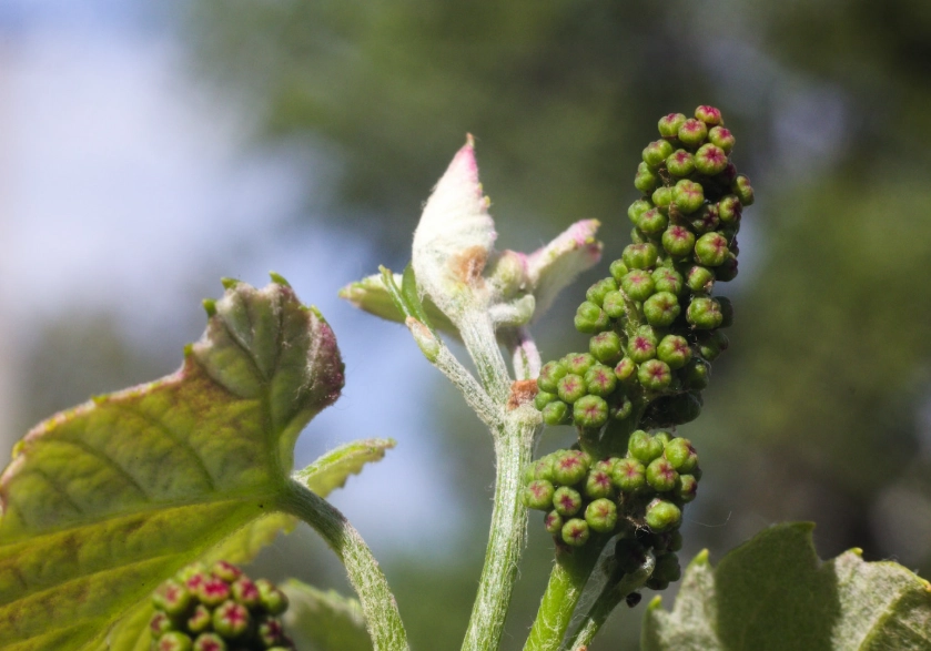 樹葡萄如何開花