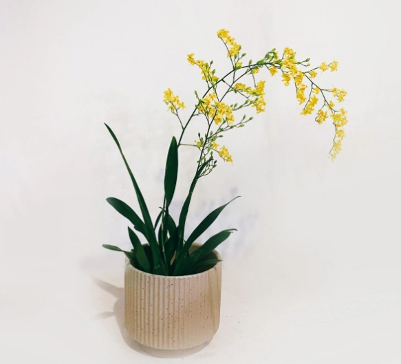 文心蘭 照顧 文心蘭 照顧