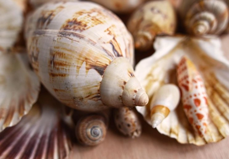 沖繩貝殼 帶回台灣 沖繩貝殼 帶回台灣