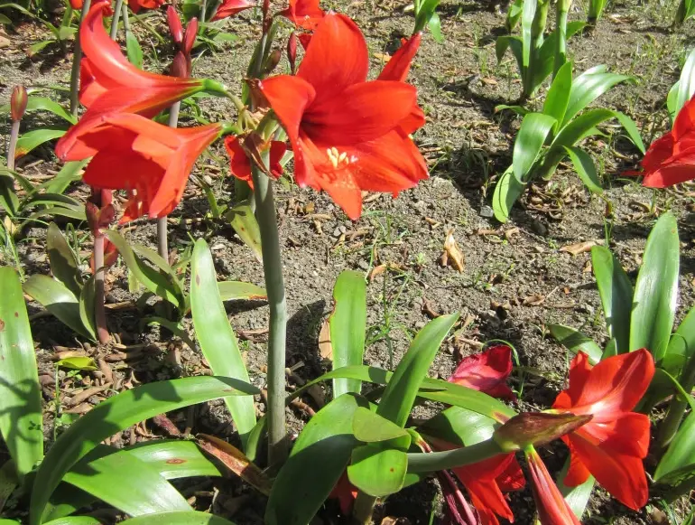 孤挺花球根處理